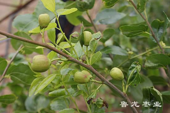 枣果膨大期