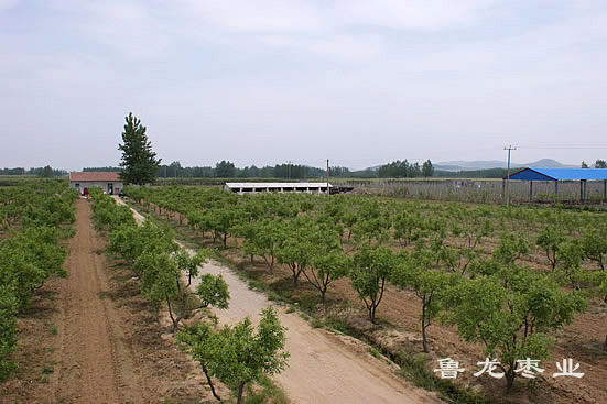 鲁龙枣业仲村基地