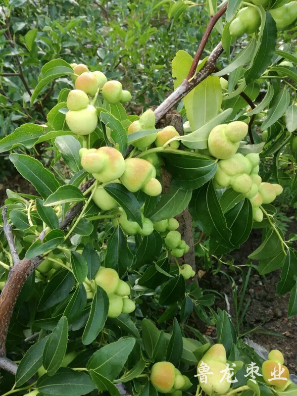 葫芦枣