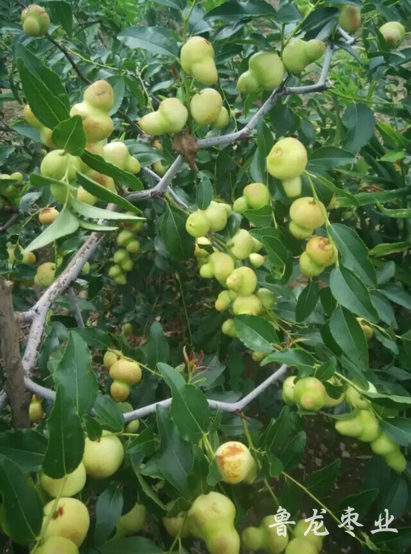 葫芦枣